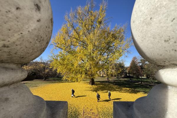 Pratt Gingko from between marble shapes